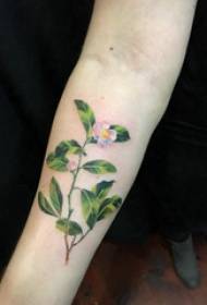 Small fresh tattoo girl's arm painted plant tattoo picture