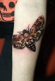 百乐动物纹身 女生手臂上彩色的飞蛾纹身图片