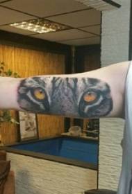 Baile animal tattoo male student arm on colored tiger tattoo picture