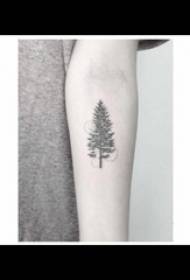 Pine tattoo girl black arm pine tattoo na larawan sa braso