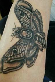 Πεταλούδα εικόνα πεταλούδα τατουάζ πεταλούδα εικόνα πεταλούδα τατουάζ