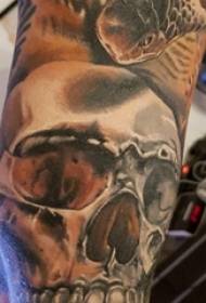 Arm tattoo material, male arm, snake and skull tattoo pictures