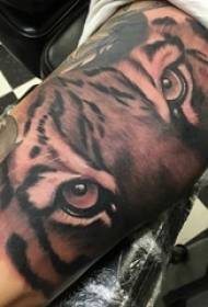 Tiger totem tattoo manlike student arm op tiger tattoo swartgrys tatoeëer prentjie