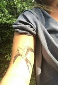Il tatuaggio ingoia il braccio della ragazza sull'immagine nera del tatuaggio della rondine