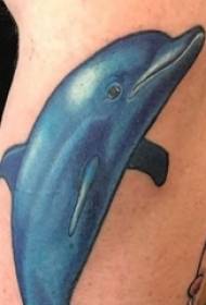 Tattooed dolphin