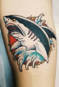 Small animal tattoo male student with colored shark tattoo picture on arm