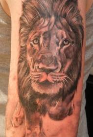 Shoulder brown realistic lion head tattoo picture