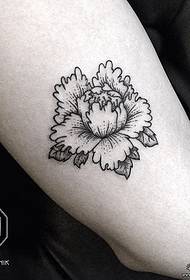 Noocyo waaweyn oo madow ah oo loo yaqaan 'tattoo chrysanthemum tattoo'