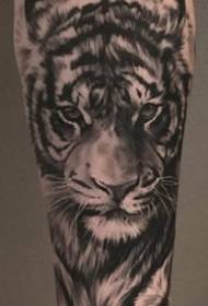 gaya realistis dari sekelompok raja hutan desain tato harimau abu-abu hitam