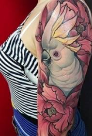 Esquema de acuarela pintada de variedades patrón clásico de tatuaxe animal dominante creativo