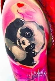 група слатких и доминирајућих малих панда тетоважа животиња животиња