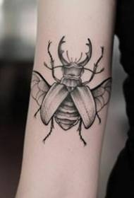set i hollësishëm i fotove të tatuazheve me insekte të vogla