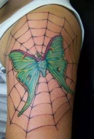 shoulder color spider web with moth tattoo pattern