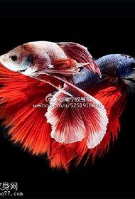 Глибоке морське дно червоним красивою рибою малюнок татуювання рукопис