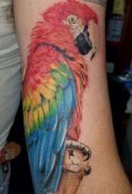 Boys arm painted watercolor sketch creative parrot tattoo picture