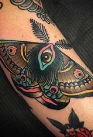 Exquisite beautiful moth tattoo pattern