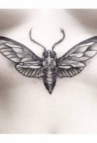 a wide variety of insect tattoo patterns