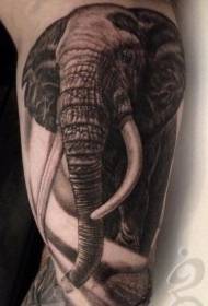braccio modello di tatuaggio elefante bianco e nero molto realistico