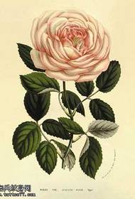 Manuscript white rose tattoo pattern
