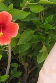 Arm color small hibiscus flower fresh tattoo picture