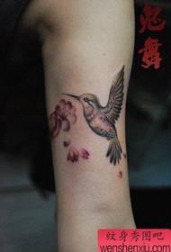 tovovavy sandriny kely ary modely tatotra hummingbird malaza